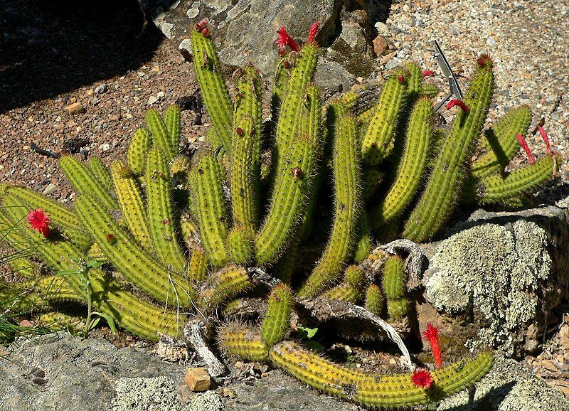 File:Cleistocactus samaipatanus 1.jpg