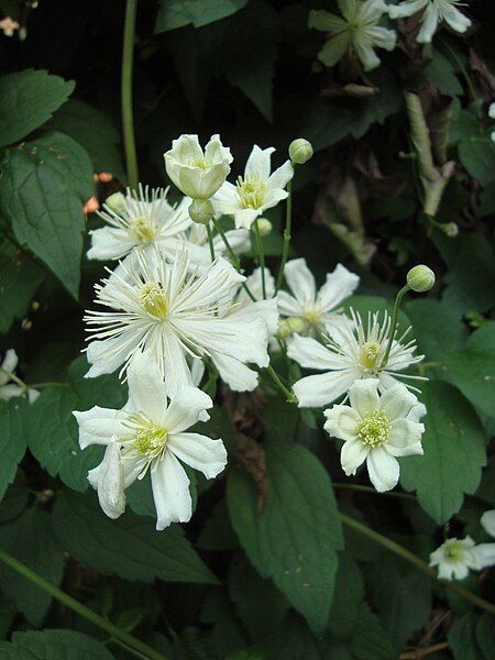 File:Clematis Paul Farges1UME.JPG