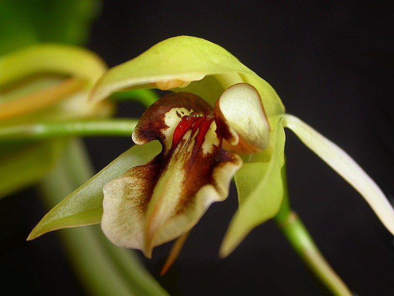 File:Coelogyne fuscescens.jpg