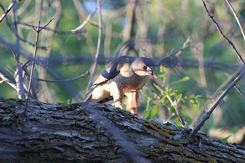 File:Cooper's hawk feeding.jpg