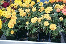 Cosmos - Cosmos sulphureus 'Lady Bird Yellow'