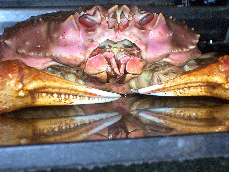 File:Crabface.JPG