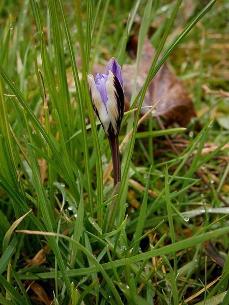 File:Crocus minimus opening05.jpg