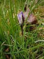 Crocus minimus opening