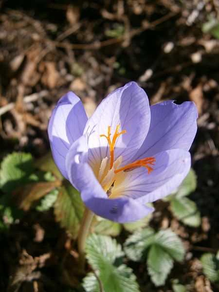 File:Crocus pulchellus closeup.JPG