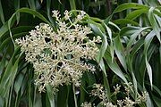 Detail of flowers, showing clusters of small creamy white flowers