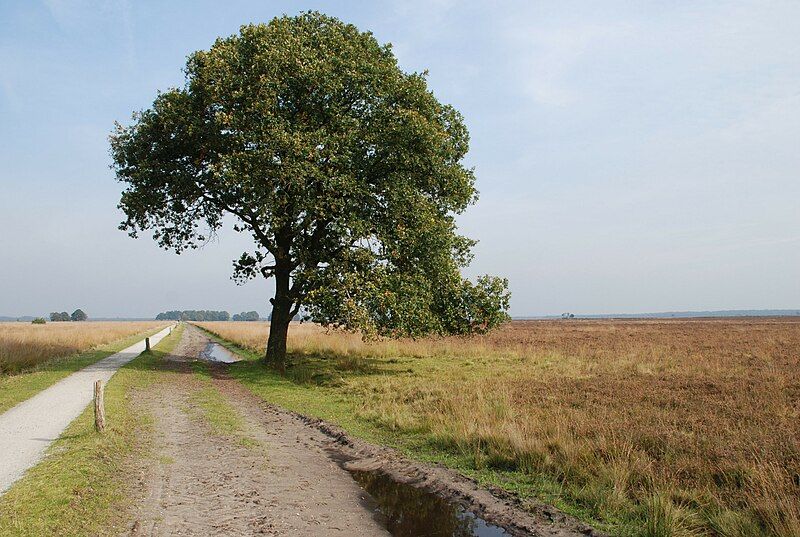 File:Dwingelderveld-2.jpg