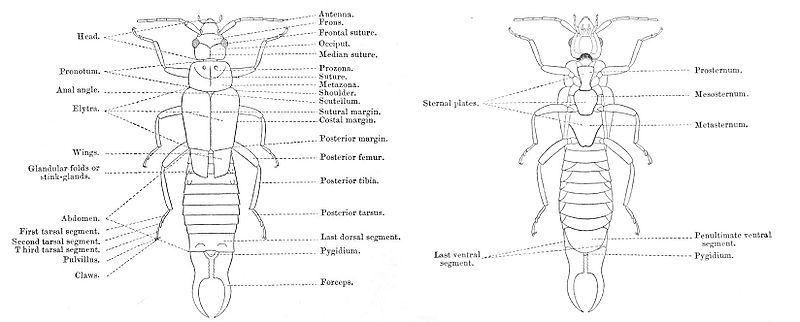 File:Earwigmorph.jpg