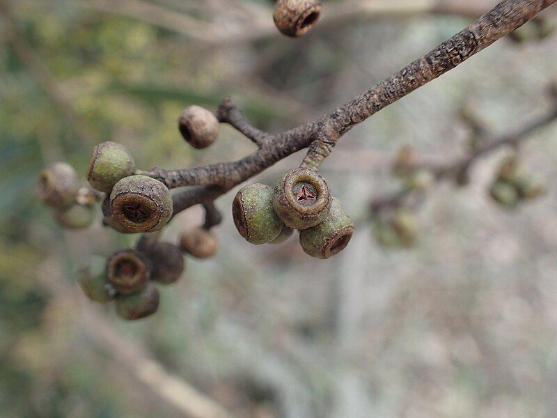 File:Eucalyptus cameronii fruit.jpg