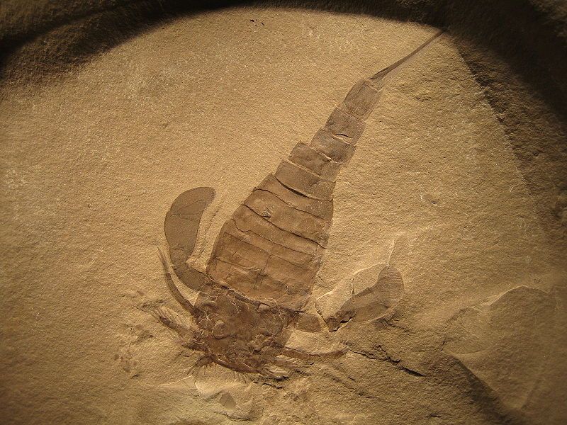 File:Eurypterus remipes.jpg