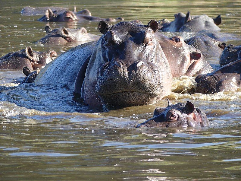 File:Flusspferd in Botswana.jpg