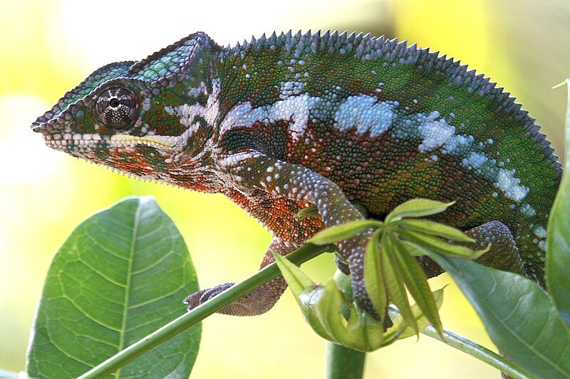 File:Furcifer pardalis 001.jpg