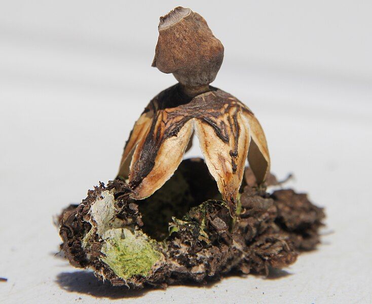 File:Geastrum quadrifidum 89500.jpg