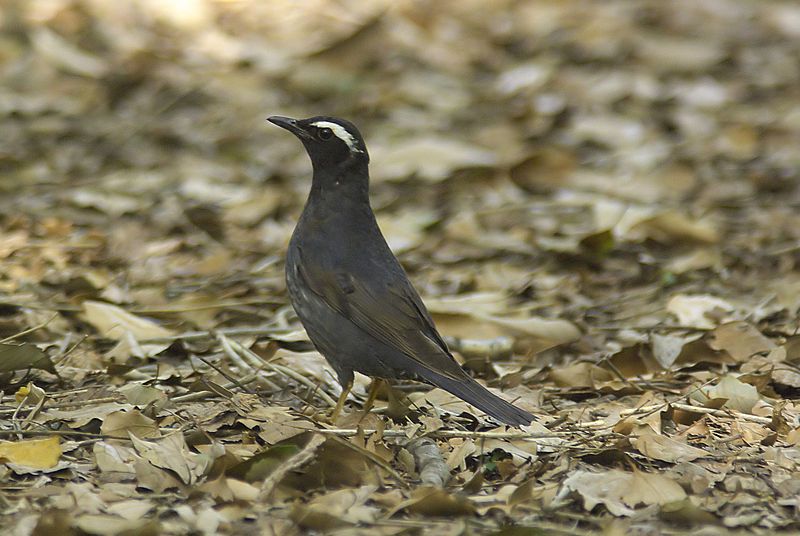 File:Geokichla sibirica.jpg