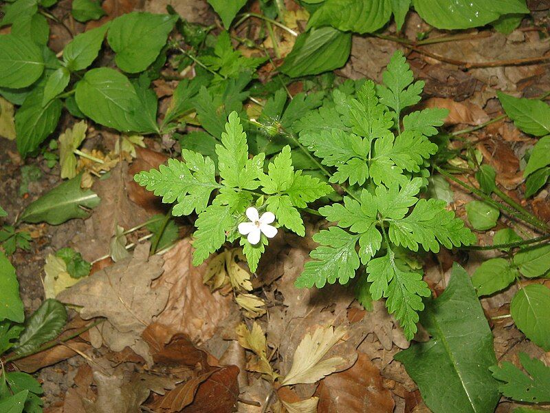 File:Geranium robertianum white.jpg