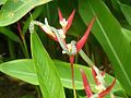 Image 40Golden tree snake climbing a flower (from Snake)