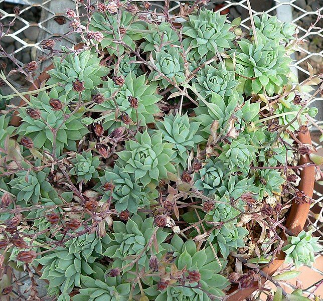 File:Graptopetalum macdougallii 1.jpg