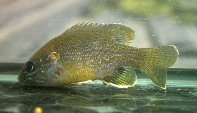 File:Green sunfish.JPG