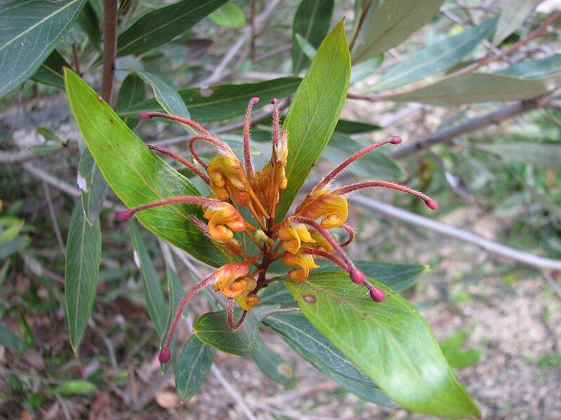 File:Grevillea Orange Marmalade.jpg