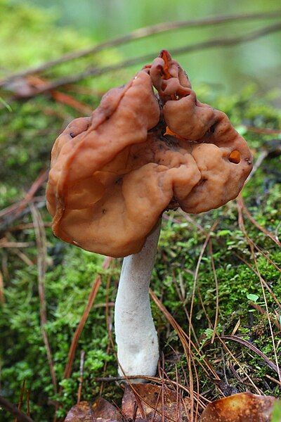 File:Gyromitra Colima.jpg