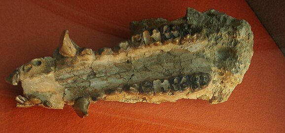 Hyotherium soemmeringi jaw