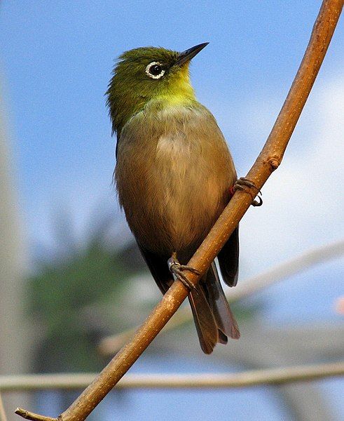 File:Japanese White-eye.jpg