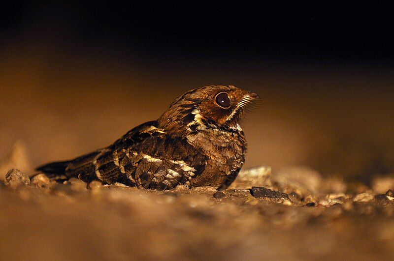 File:JerdonsNightjar DSC 0351.jpg