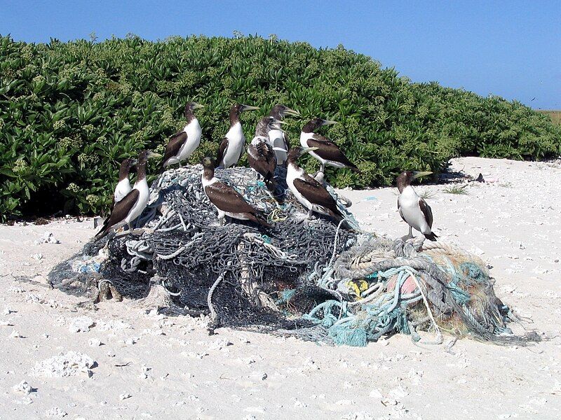 File:Kure Marine Debris.jpg