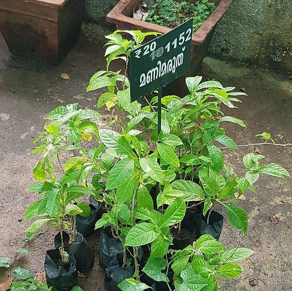 File:Lagerstroemia speciosa shrubs.jpg