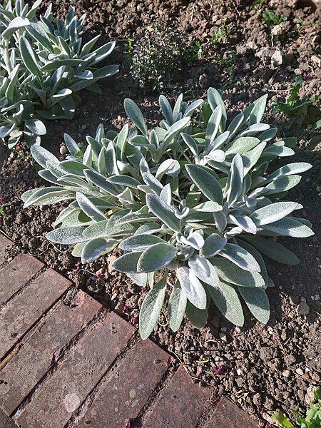 File:Lamb's ear.jpg