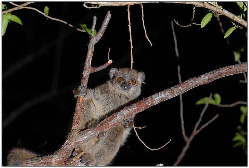 File:Lepilemur septentrionalis.jpg