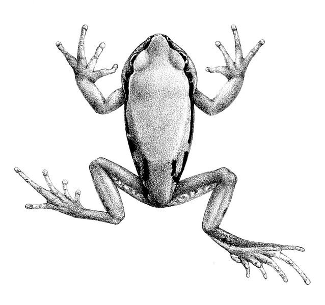 File:Leptopelis gramineus 1897.jpg