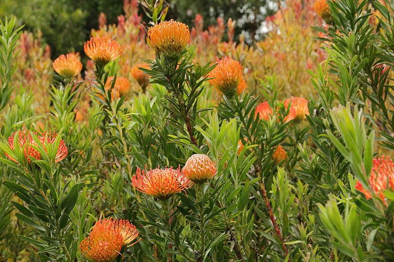 File:Leucospermum catherinae-IMG 9179.JPG