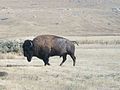 A close-up view of a buffalo on Antelope Island.