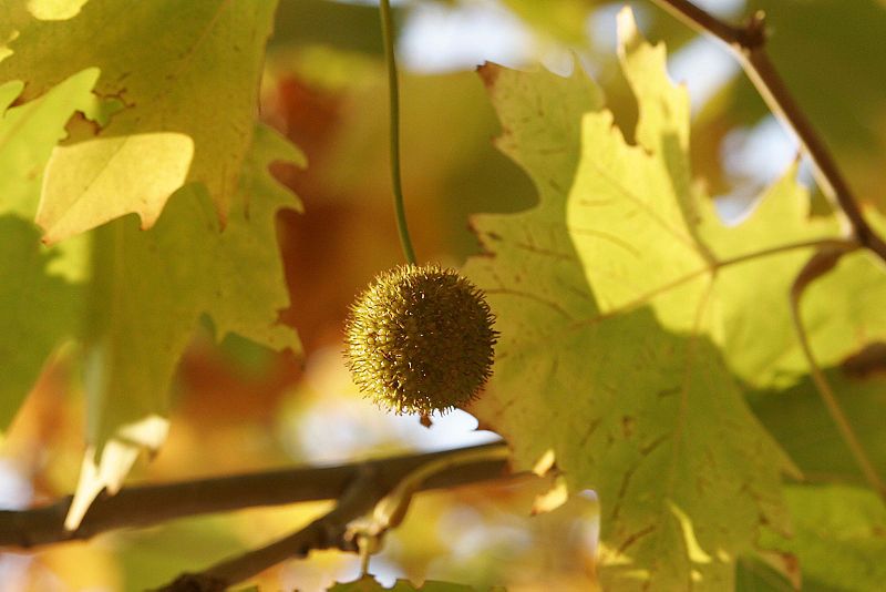 File:London plane flower.jpg