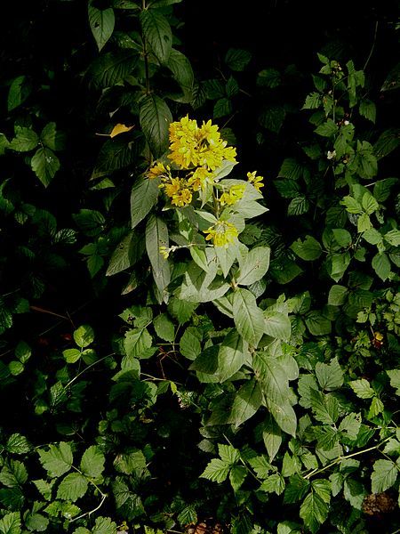 File:Lysimachia vulgaris001.jpg