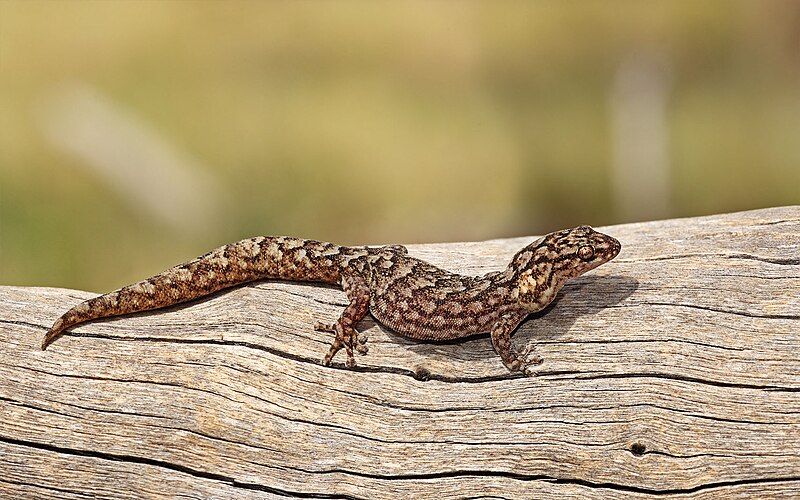 File:Marbled Gecko.jpg