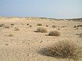 Image 1Desert scene in Egypt (from Habitat)