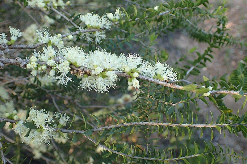 File:Melaleuca strobophylla flowers.jpg