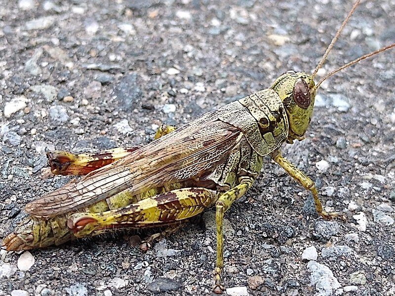 File:Melanoplus femurrubrum 20190908.jpg