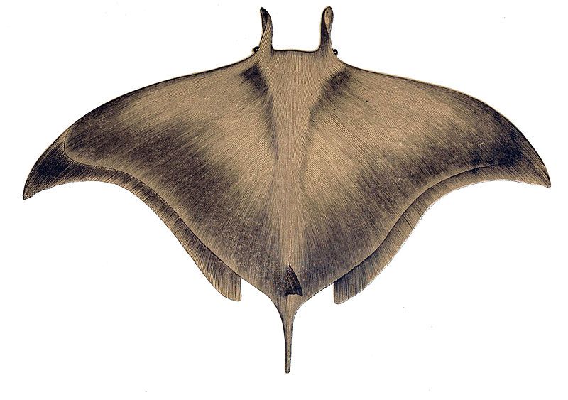 File:Mobula mobular.jpg