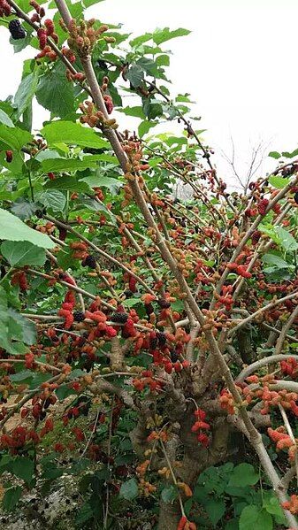 File:Mulberry trees.jpg