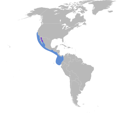 File:Oceanodroma microsoma map.svg