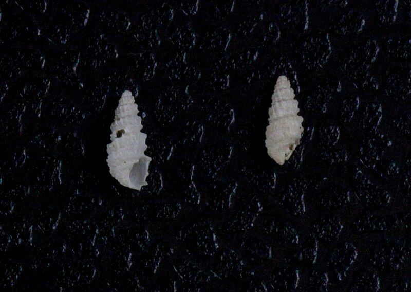 File:Odostomia navisa.jpg