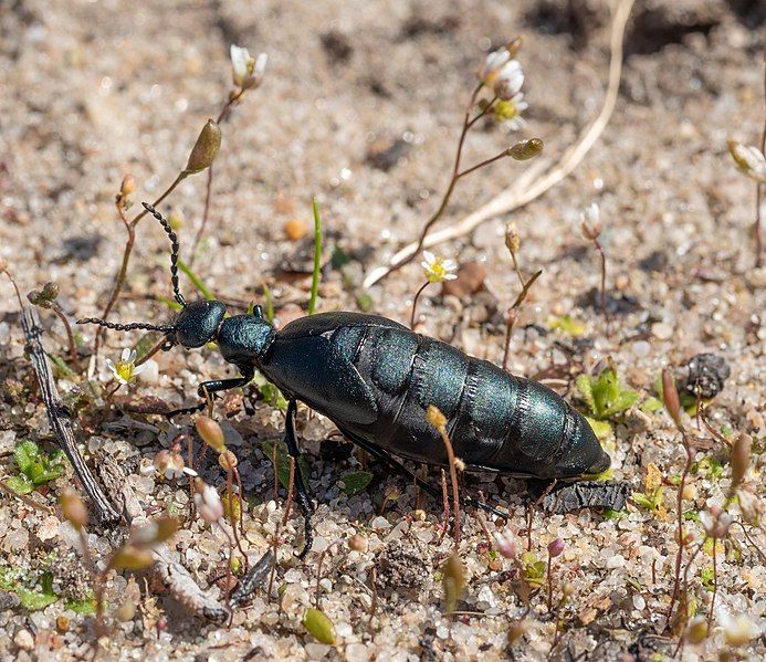 File:Oil beetle (40610).jpg