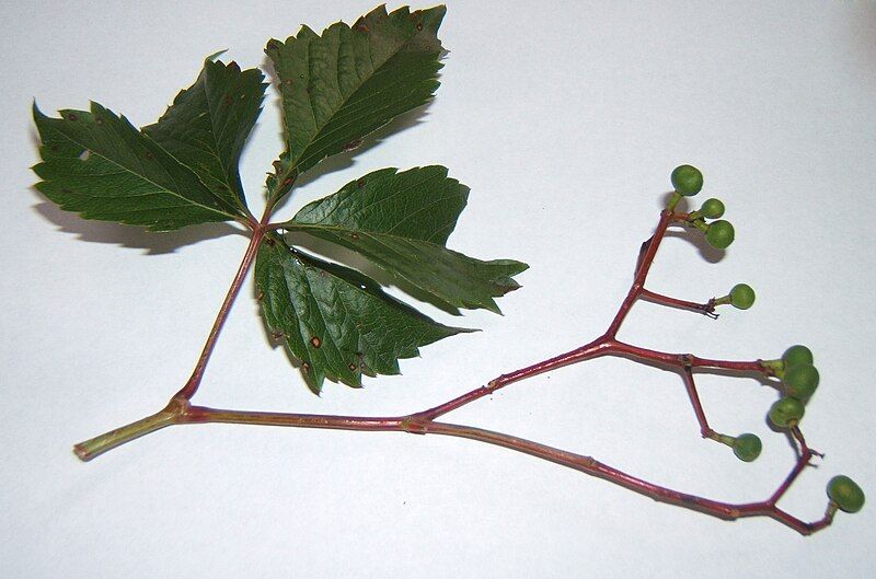 File:ParthenocissusVitacea.jpg