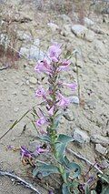 Flowers of Penstemon flowersii