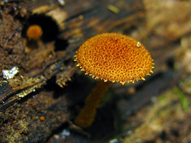 File:Phaeomarasmius erinaceus 50789.jpg