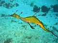 Weedy Sea Dragon