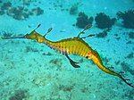 Weedy seadragon